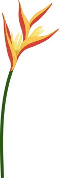 Heliconia flower hand drawn illustration. png