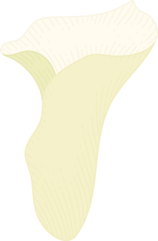 White calla lily flower hand drawn illustration. png