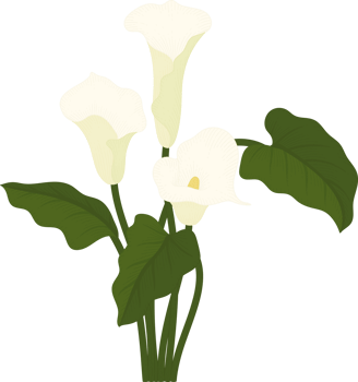 White calla lily flower hand drawn illustration. png