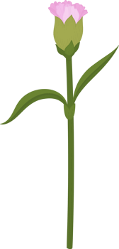 pink carnation flower hand drawn illustration. png
