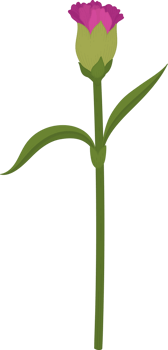 purple carnation flower hand drawn illustration. png