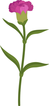 purple carnation flower hand drawn illustration. png