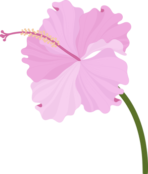 Pink Hibiscus flower hand drawn illustration. png