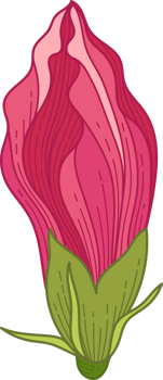 Hand drawn pink hibiscus tropical flower png