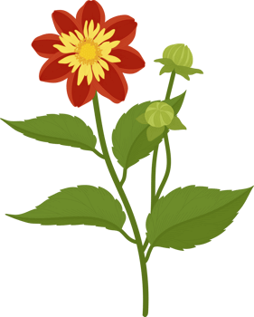 Orange dahlia flower hand drawn illustration. png