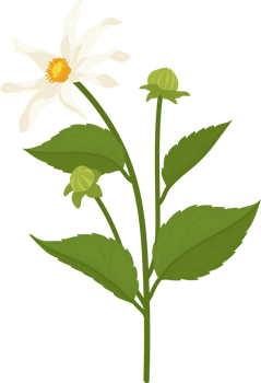 White dahlia flower hand drawn illustration. png
