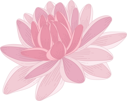 Pink dahlia flower hand drawn illustration. png