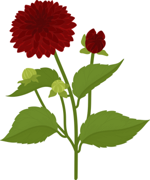 Red dahlia flower hand drawn illustration. png