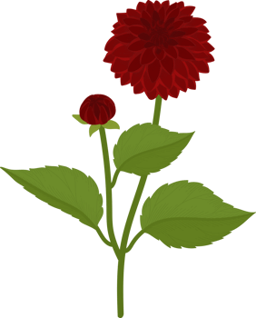 Red dahlia flower hand drawn illustration. png