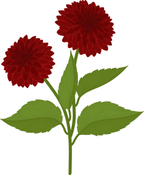 Red dahlia flower hand drawn illustration. png