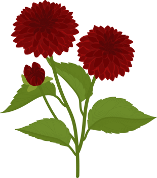 Red dahlia flower hand drawn illustration. png
