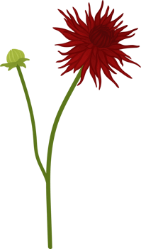 Red dahlia flower hand drawn illustration. png