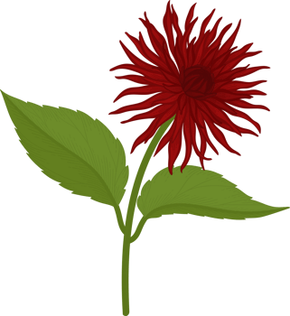 Red dahlia flower hand drawn illustration. png