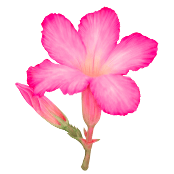 Decorative Desert Rose Watercolor, Buds and Bloom, Side View png
