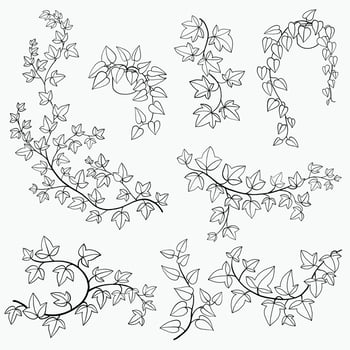 Simplicity ivy freehand drawing flat design collection. vector