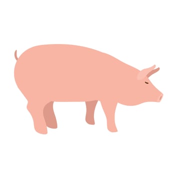 pig wild animal vector