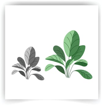 Vector designer elements set collection of green forest fern, tropical green eucalyptus greenery art foliage natural leaves herbs in watercolor style. Decorative beauty elegant illustration for design