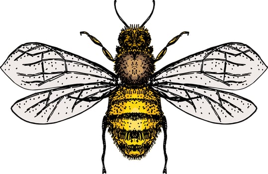 Bumblebee flying on a snake, top view. Childrens cute illustration, insect character, summer symbol, flower pollinator. vector