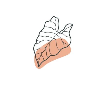 Aesthetic Caladium Leaf. Plant Vector Design