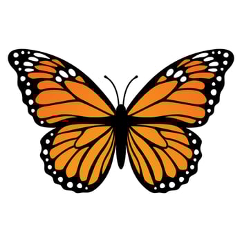 Monarch butterfly. Vector illustration isolated on white background