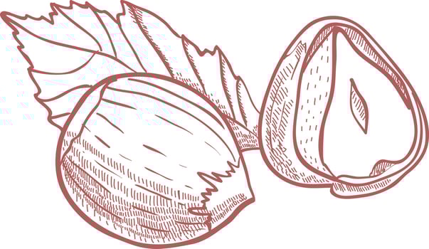 Hazelnuts with leaves. vector
