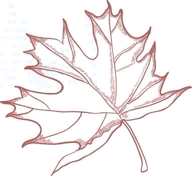 Maple tree leaf. vector