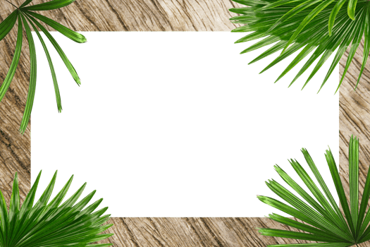 green botanical tropical palm leaves frame on transparent background png