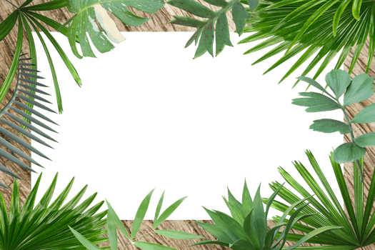 green botanical tropical palm leaves frame on transparent background png