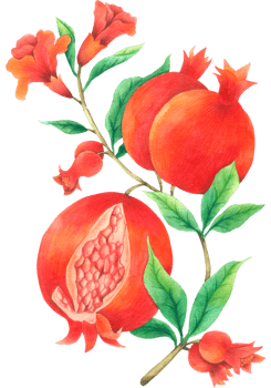 pomegranate watercolor hand paint png