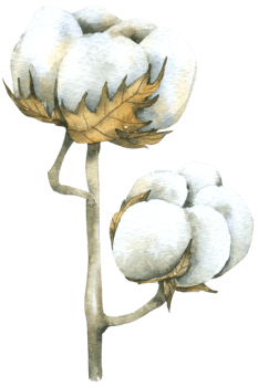 cotton flower watercolor hand paint png