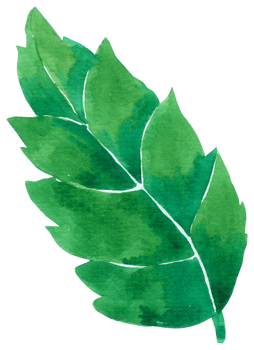 Green Leaf watercolor png