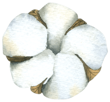 cotton flower watercolor hand paint png