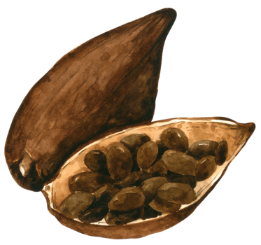 cocoa seed watercolor hand paint png