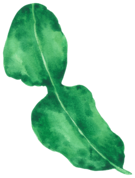 Vegetable watercolor hand paint png