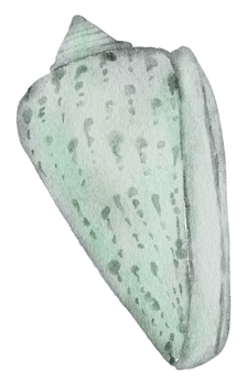 summer watercolor element png