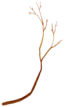 Dry branch watercolor png