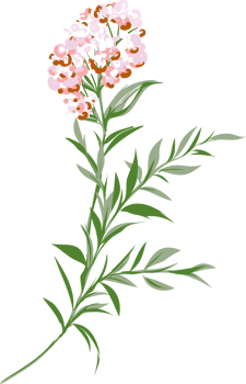 Hand drawn Meadow wild flower and leaves png