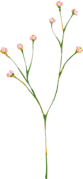 Hand drawn Meadow wild flower and leaves png