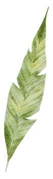 Leaf Element watercolor png
