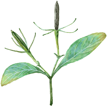 leaf watercolor transparency clipart. png