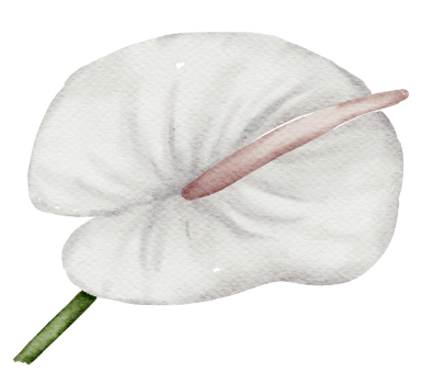 White flower watercolor png