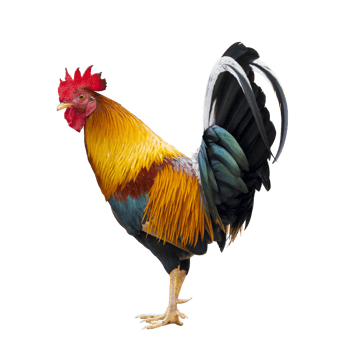 Colorful free range male rooster isolated on white background png