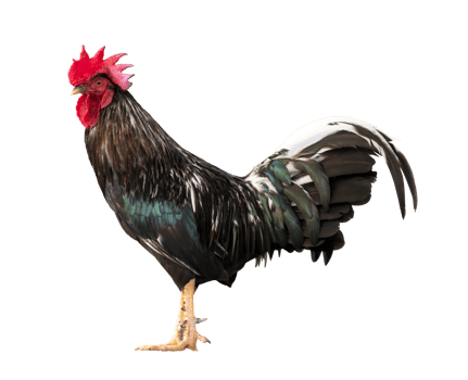 Colorful free range male rooster isolated on white background png