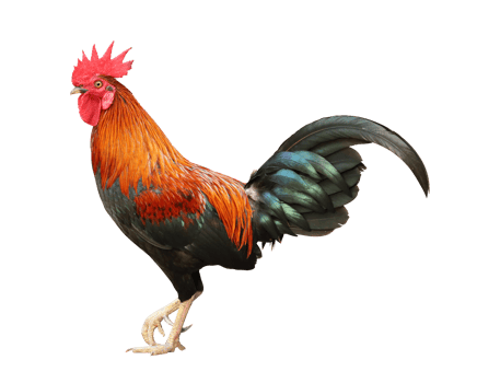 Colorful free range male rooster isolated on white background png