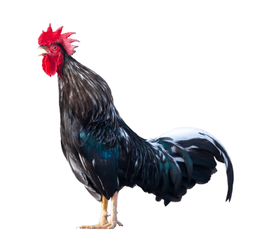 Black free range male rooster crowing in the morning isolated on white background png