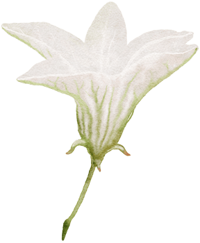 Flower watercolor transparency. png