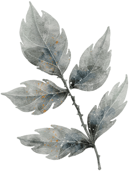 Leaf watercolor transparency. png