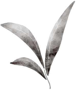 Leaf watercolor transparency. png