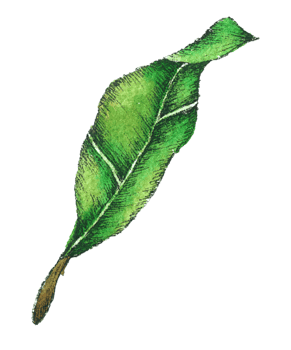 Lemon watercolor hand paint png