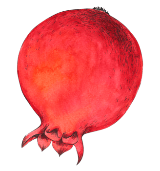 Pomegranate fruit watercolor png